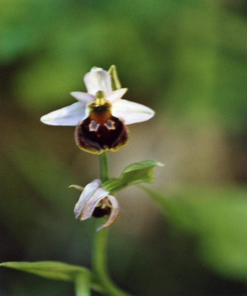 Dactylorhiza, Himantoglossum, Ophrys, Orchis